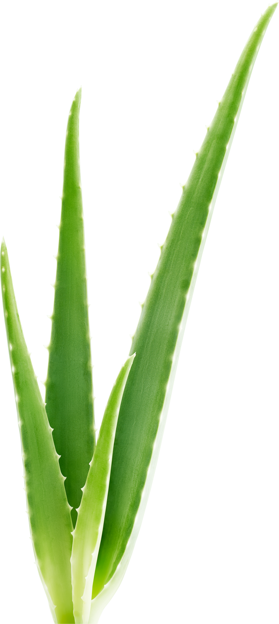 Fresh green aloe vera leaves